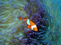 Clown Anemonefish 2.